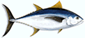 Bigeye Tuna