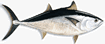 Bluefin Tuna