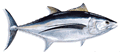 Longfin Tuna