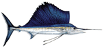 Sailfish